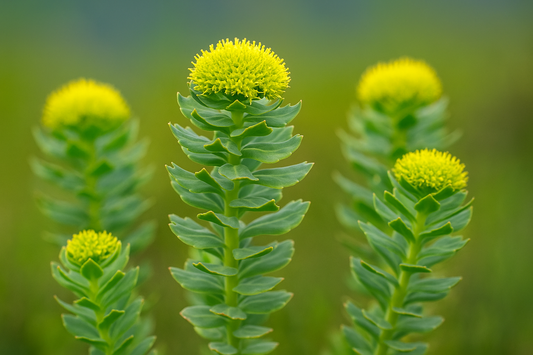 rhodiola rosea plant