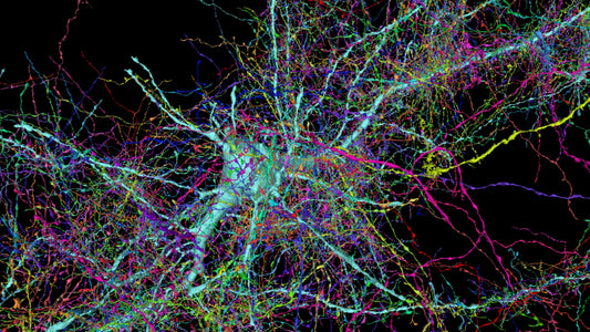 How Nootropics Became Mainstream and a Few of Our Favorite All-Natural Nootropic Stacks