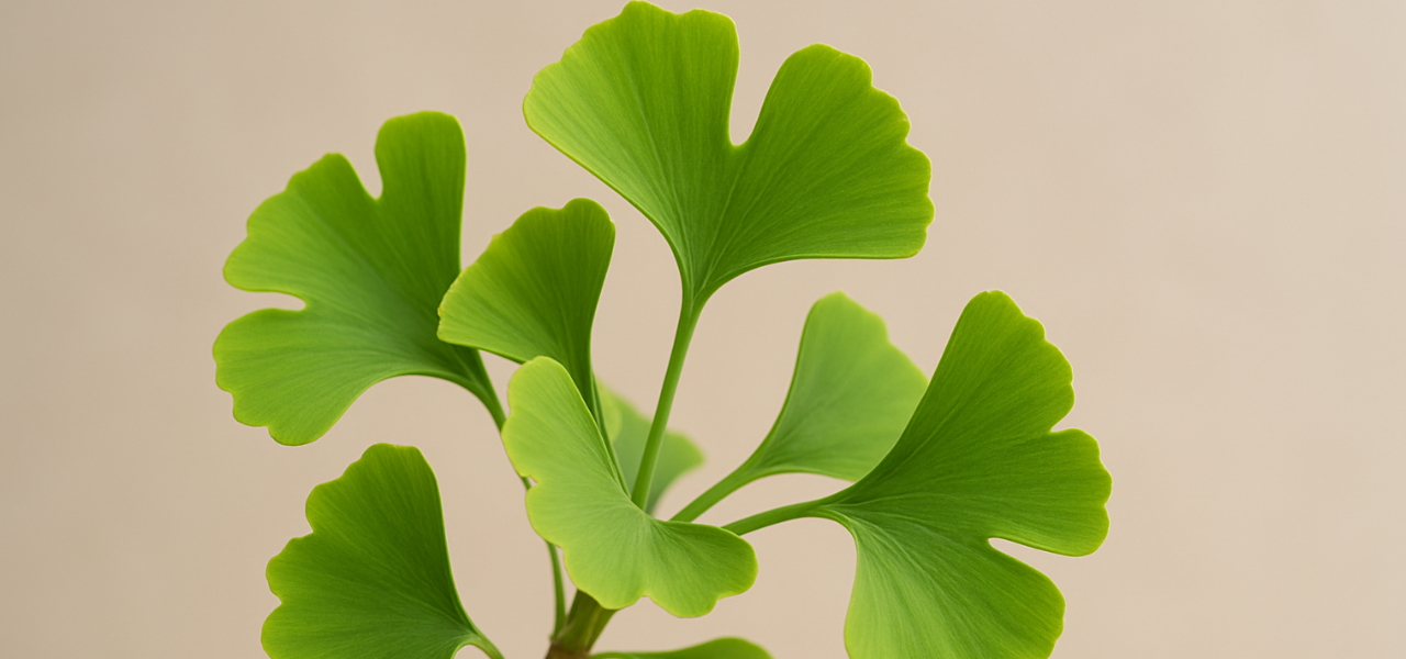 ginkgo biloba
