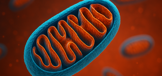 Mitochondria on red background