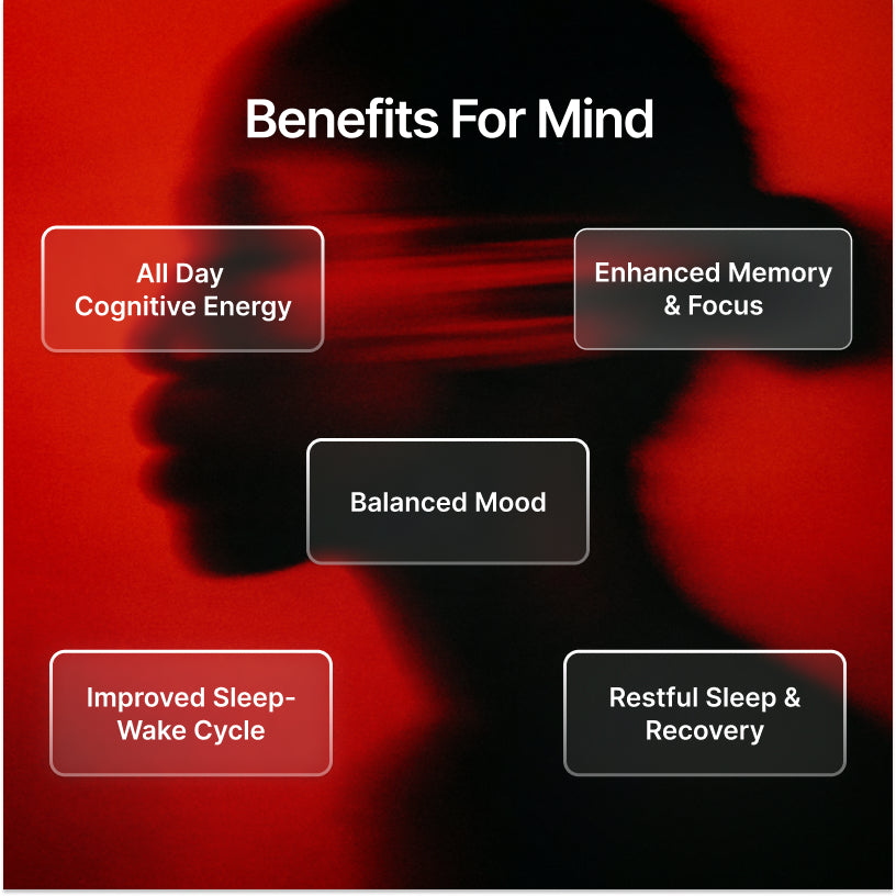 Nootropack: Our Nootropic Bundle (Team Pricing)