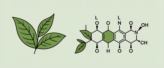 Green tea leaves and L-theanine molecular structure, minimalist line art with clean lines and ample negative space.