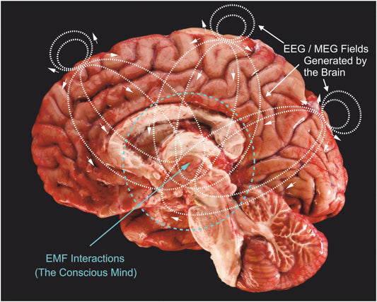 EMF activity in the brain