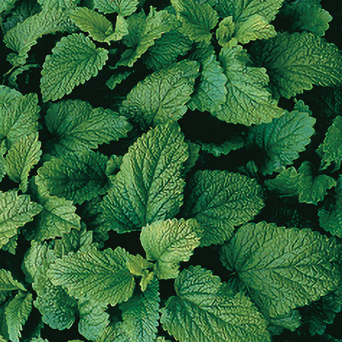 Research finds lemon balm boosts memory while reducing anxiety