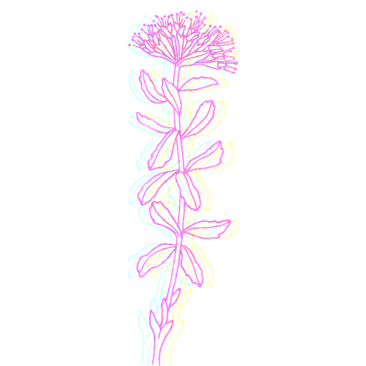 rhodiola rosea, rhodiola, stoned ape, nootropics