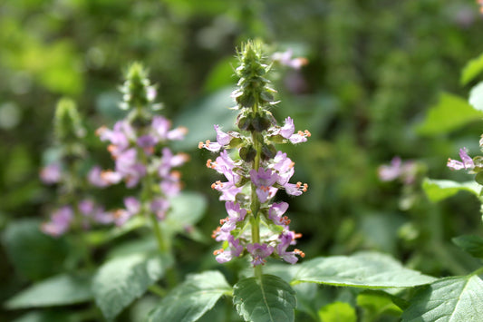 tulsi flower