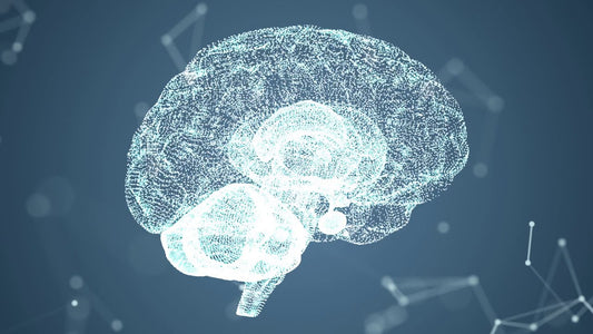 brain scan image