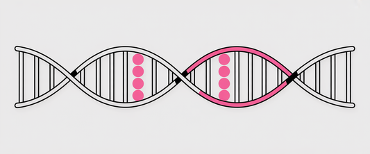 Pink-highlighted DNA strand in minimalist double helix, illustrating X chromosome; clean vector with monochromatic theme.