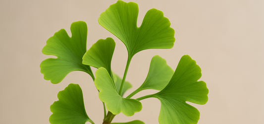 ginkgo biloba