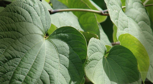 kava leaves